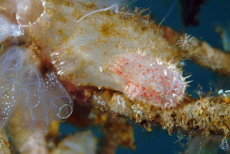 Styela plicata